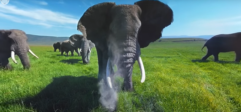 Elephants all around you VR360