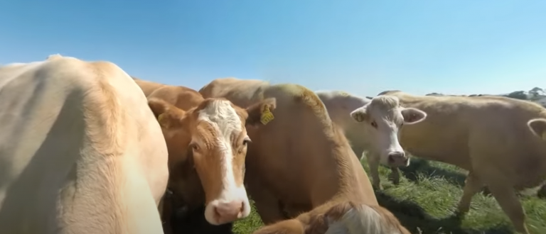 Cows in VR360